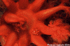 F2000002.gif (39009 bytes)