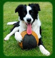 Border Collie with ball