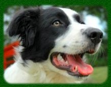 close up of Border Collie