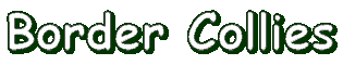 Welcome to my Border Collie information page