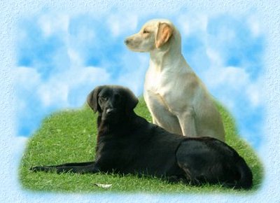 Two Labrador Retrievers. Photo &copy FreeFoto.com