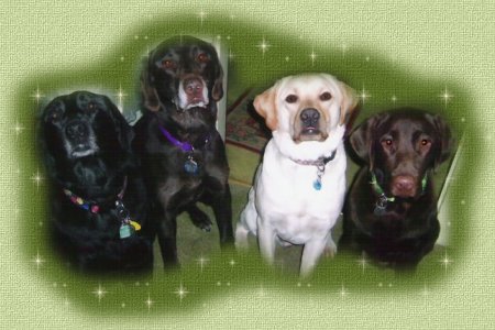 My four fantastic Labs!