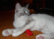 My Girlfriend's, Deb's, New Cat, Anna - Double Click for the Full-Size JPEG version...