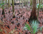 Havelock Visitor Center Nature Walk View 3 - Double Click for the Full-Size JPEG version...