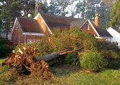 My front yard the day after Isabel.&nbsp; Double Click to get the full size picture...