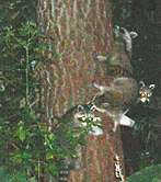 Racoons in my backyard!&nbsp; Click on to view full-size JPG version...