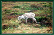 w2.jpg (30660 bytes)