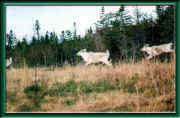 w6.jpg (26875 bytes)