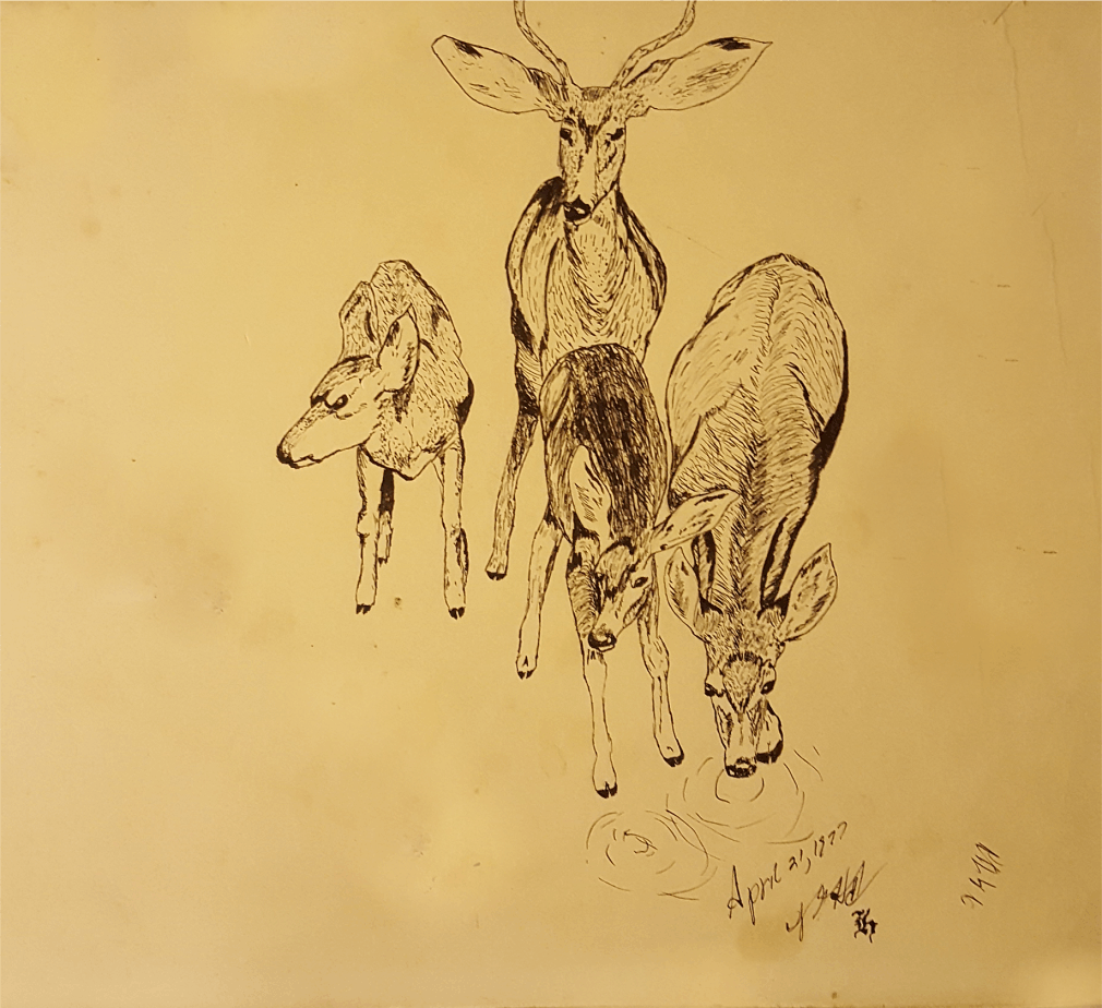 Deer
