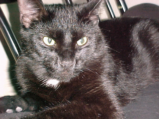 Squeaker Kitty
