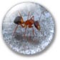 Photo of a little ant on a train line near our house - testing the macro on the camera