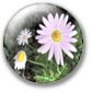 Photo - Flowers in our garden
