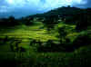 rice paddies near the school