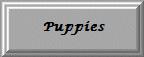Puppies