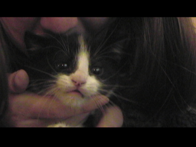 Kittie