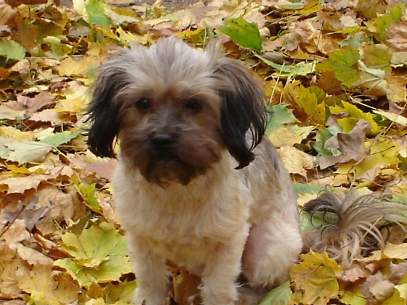 Doggie