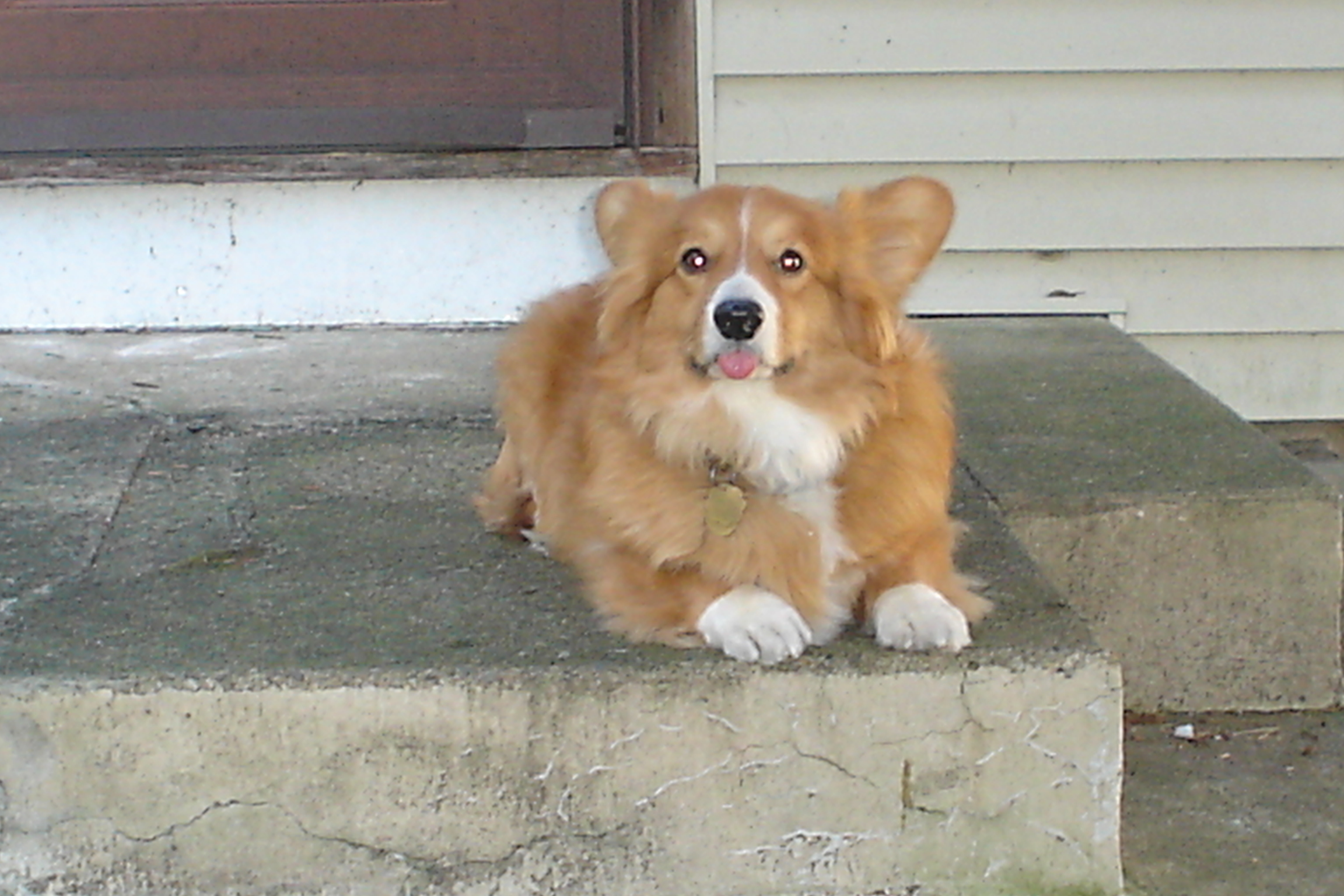 Doggie