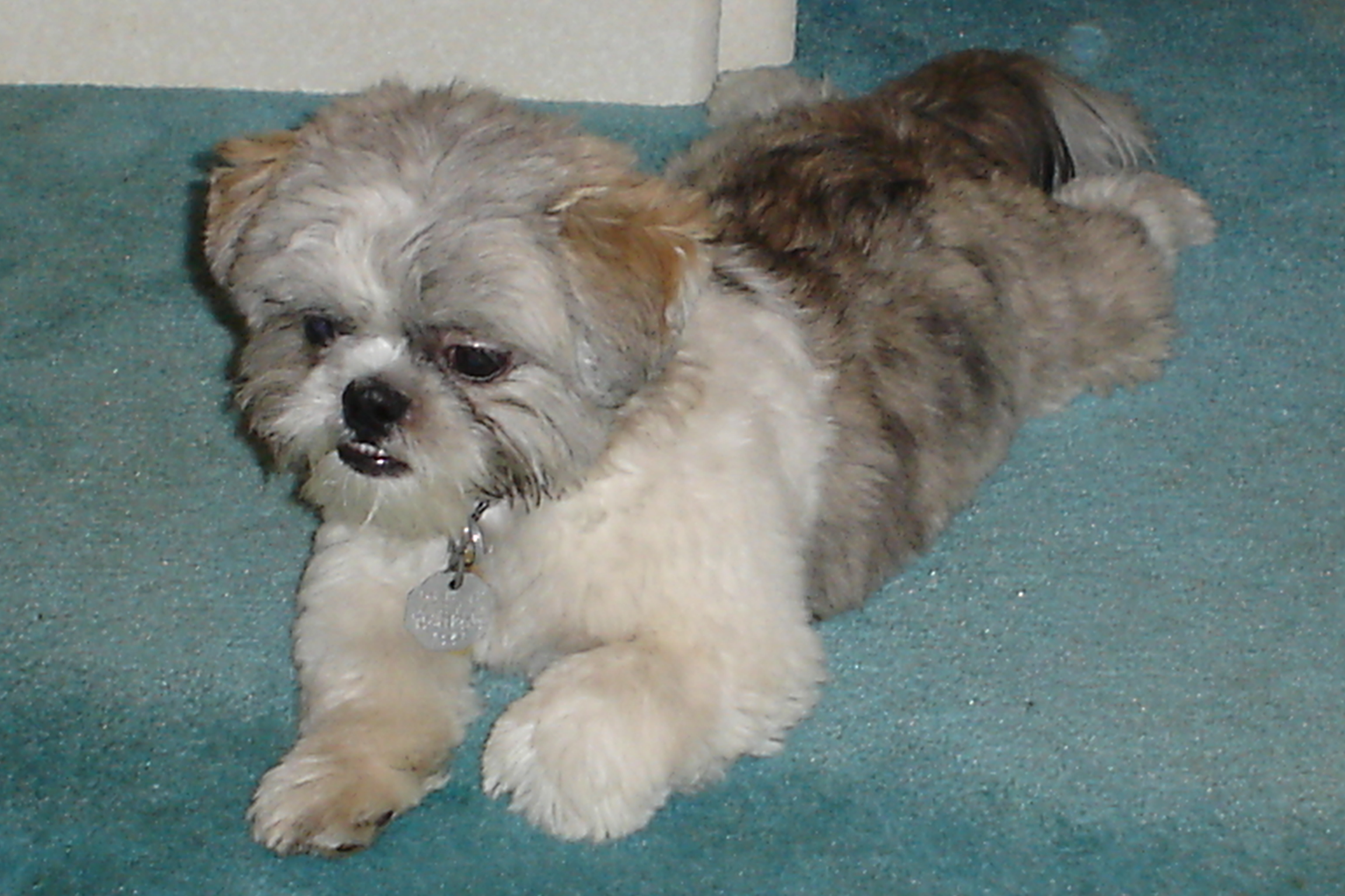 Doggie