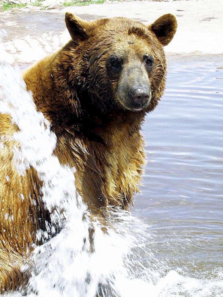 American Black Bear