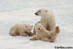 Playful Cubs