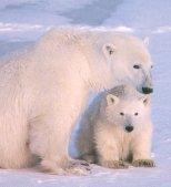 Mother and Cub