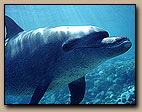 Bottlenose Dolphin