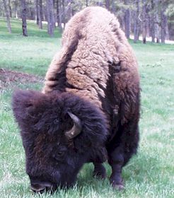 Buffalo (Bison)