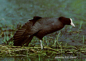 Coot