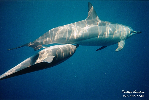 For Information to Swim with Dolphins Please Click Here