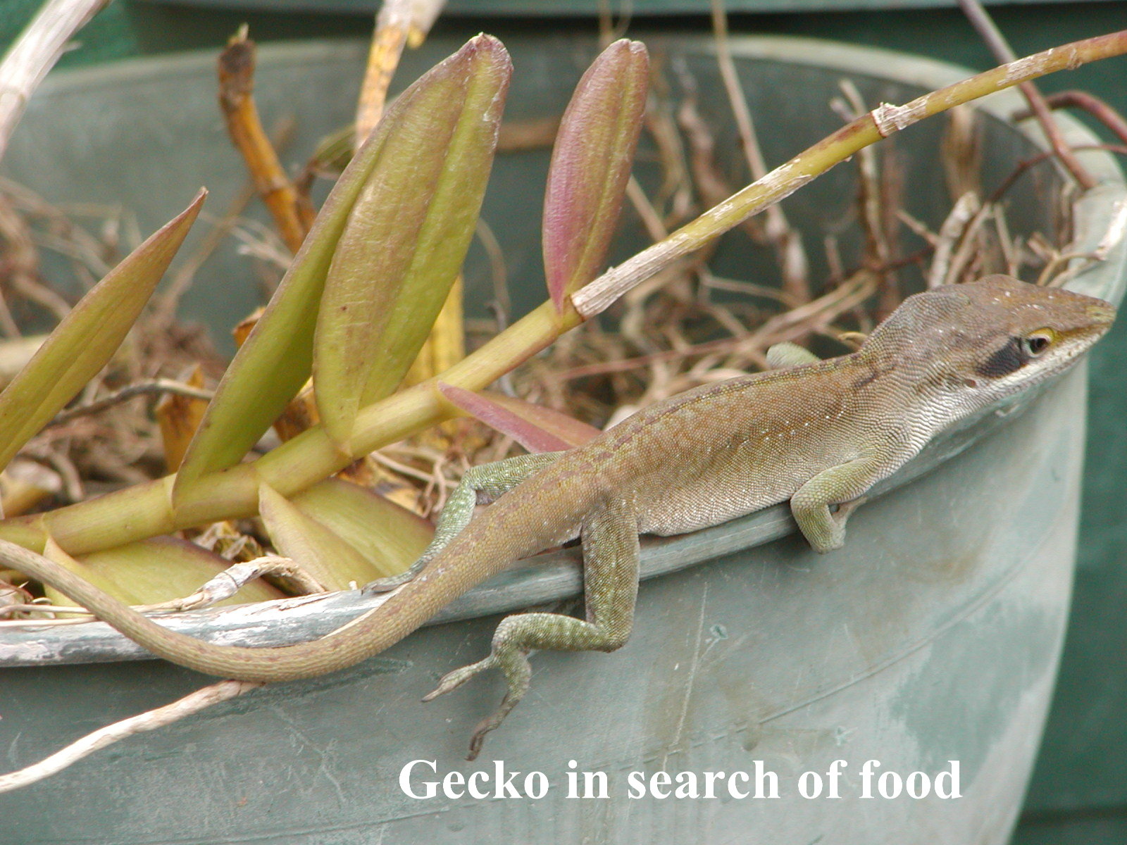 Gecko