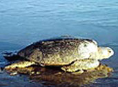 Green Turtle (picture from World Wildlife Fund)