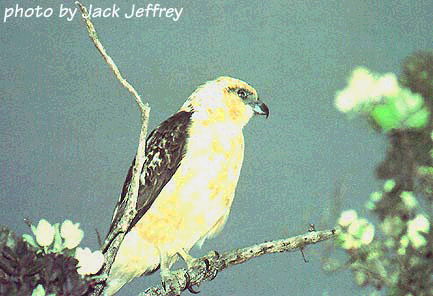 Hawaiian Hawk