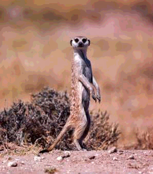Mongoose
