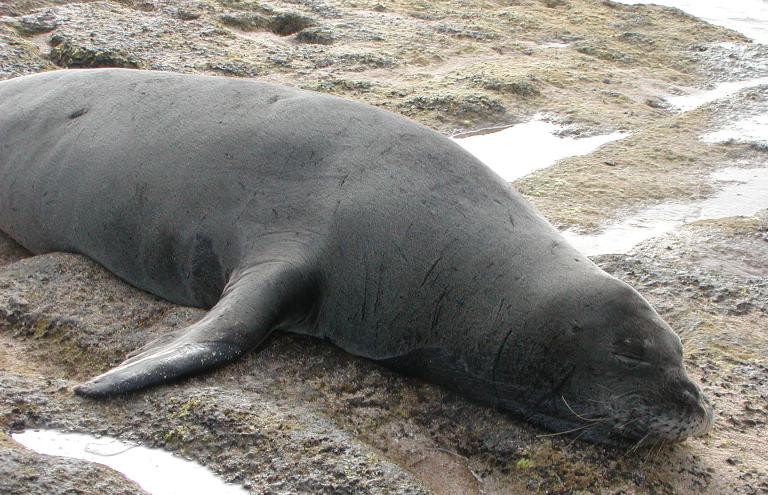 Monk Seal