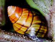 Tree Snail