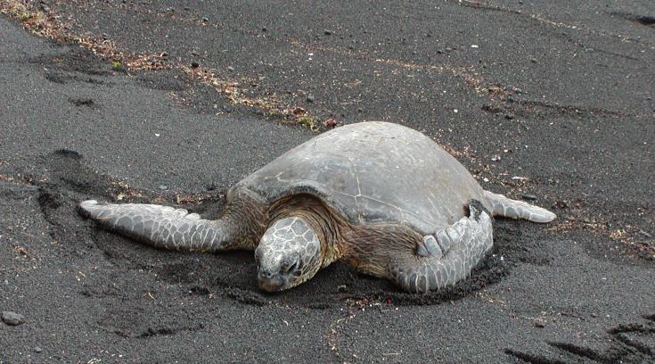 Green Turtle