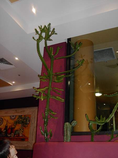 Cacti