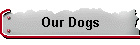 Our Dogs
