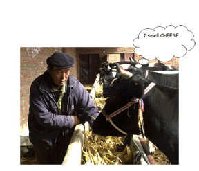 cowthought