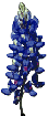  Blue Bonnets!