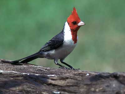 Cardenal de copete de espinela