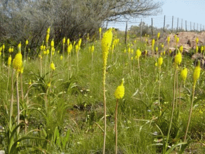 6 Day Namaqualand Flower Coach Tour