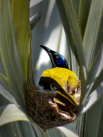 bluefacedhoneyeater
