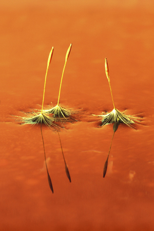 dandelions