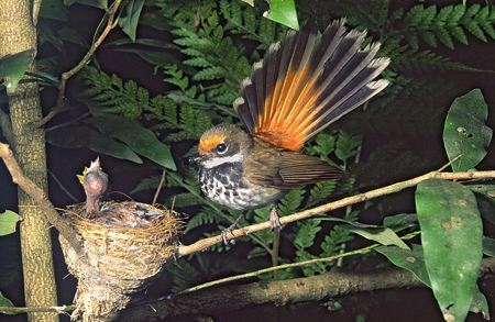 rufusfantail