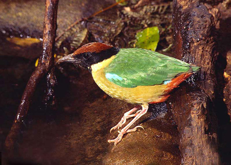 waynepitta