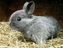 Pet of the Month Winner for April 2003