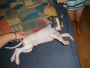 melissa's new dog