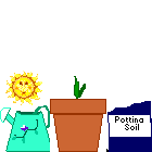 flower growing