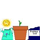 growingdaisy